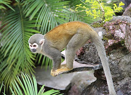 Ecuador - Rio Napo - neugierig auf die zweibeinigen Besucher des Urwaldes