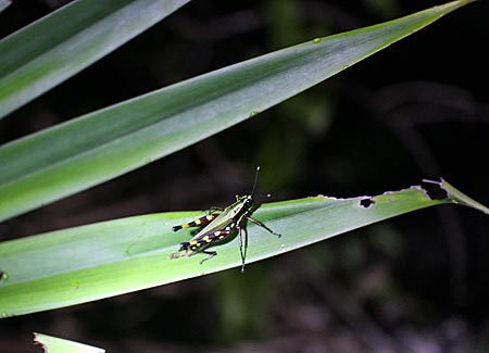 Ecuador - Flashlight Show: kleiner Frosch auf grünem Blatt