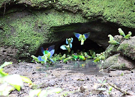 Ecuador - Sittiche und Papageien an der Salzlecke im biologischen Reservat Limoncocha