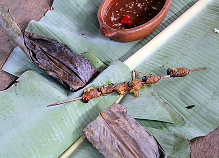 Ecuador - Spezialität des Hauses: Maiones, vier Zentimeter lange weisse Maden