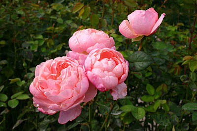 England Alnwick Die Alnwick Rose
