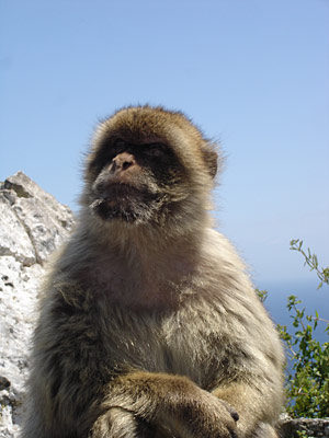 Spanien Gibraltar Berberaffe