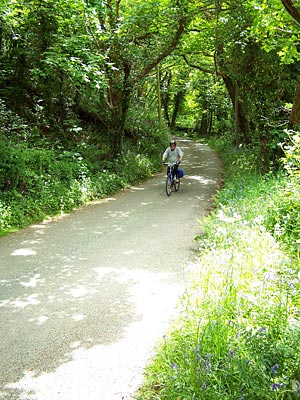 Wales - Celtic Trail - Radweg in Richtung Fishguard, der durch einen märchenhaften Wald führt