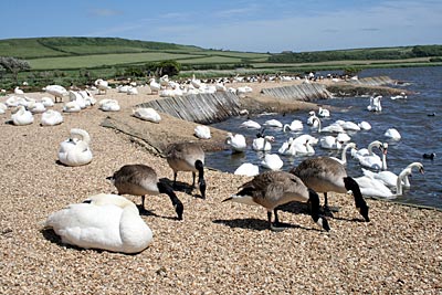 Jurassic Coast - die Swanery von Abbotsbury