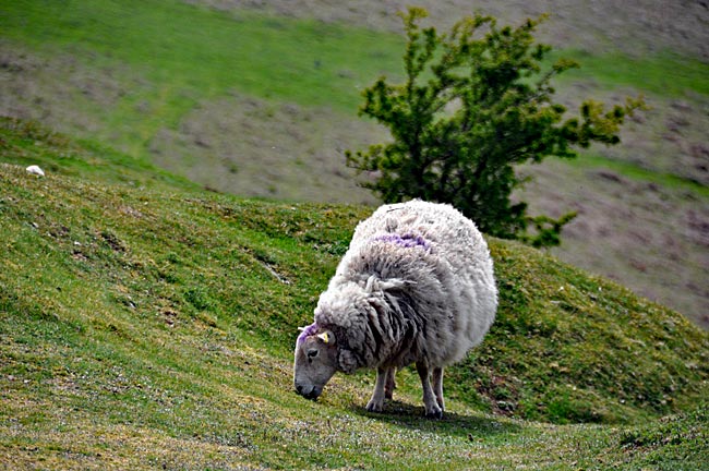 Wales - Wyetal - 4 Mio. Schafe, 30.000 Menschen
