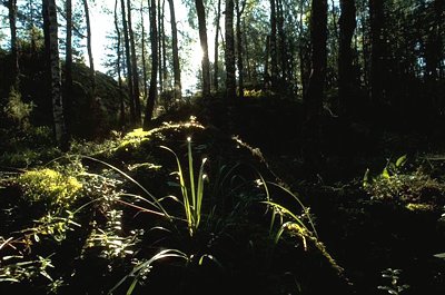 Finnland Saimaa Wald