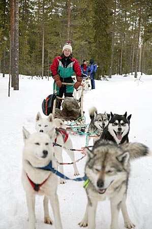 Finnland - Schlitten mit Husky-Gespann