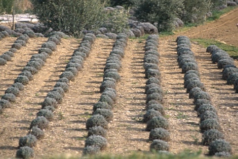 Frankreich Provence Lavendelfeld