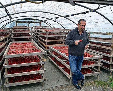 Frankreich - Baskenland - Ramuntxo erklärt, dass die Pfefferschoten getrocknet werden – mindestens 14 Tage, um das AOP-Label zu erreichen