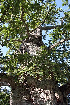 Frankreich - Bretagne - die älteste Eiche von Brocéliande, die Chêne Rues Eon