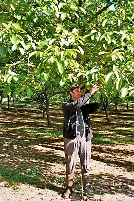 Frankreich - Correze- Noch ist keine Eile geboten: Philippe Leymat prüft den Reifegrad seiner Walnüsse