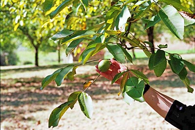 Frankreich - Correze - Keine Zitrone: Die geschlossene grüne Frucht, die das Gehäuse mit dem Nusskern umschließt, zeigt, dass die Walnuss noch nicht reif ist