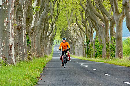 Frankreich - Languedoc - Einsame Allee auf dem Weg Richtung St.-Laurent-de-la-Cabrerisse
