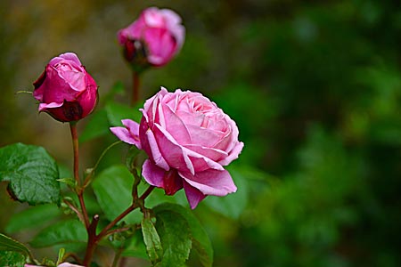 Frankreich - Languedoc - Die Abtei Fontfroide mit ihrem schönen Kreuzgang, bunten Glasfenstern und dem Rosengarten