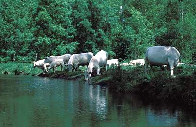 Frankreich Poitou Rinder