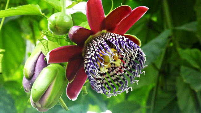 Le Havre, Les Jardins Suspendus, Gewächshaus, blühende Passionsblume