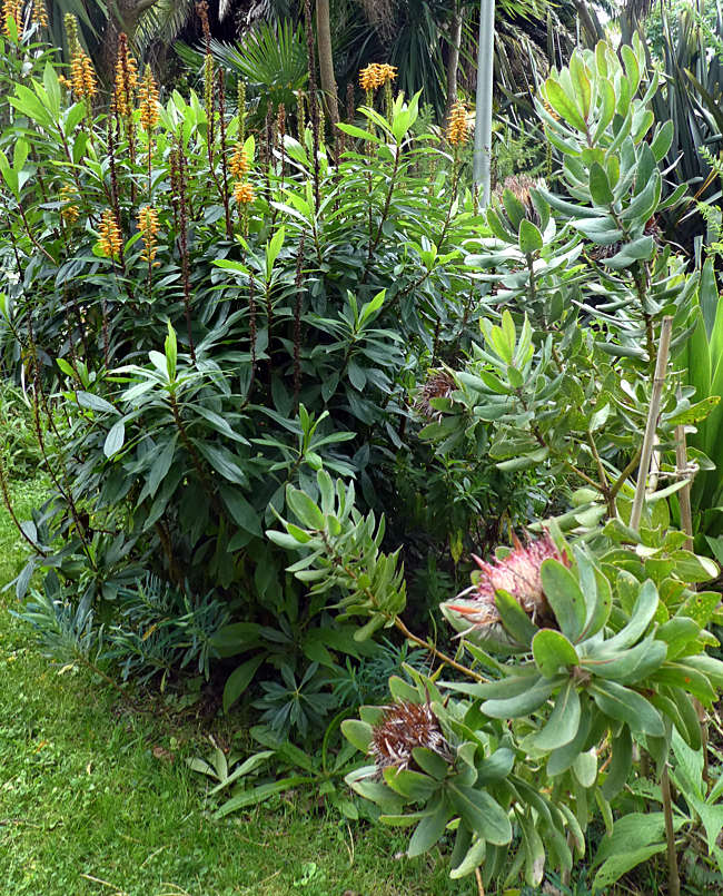Insel Tatihou, Die Insel ist heute ein großer botanischer Garten