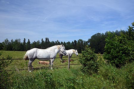 Frankreich - Normandie - Perche - Percherons