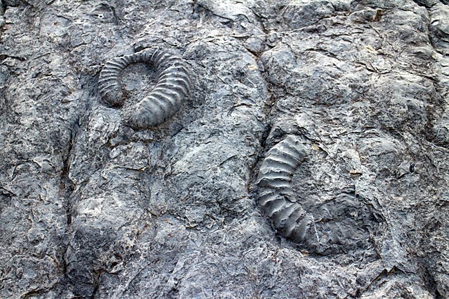 Frankreich - versteinerte Weichtiere in Digne-les-Bains