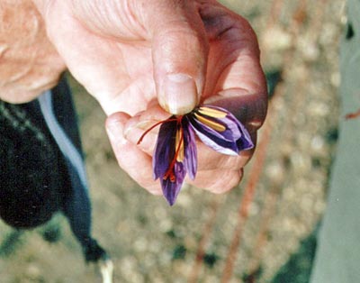 Nordfrankreich - Safranblüte