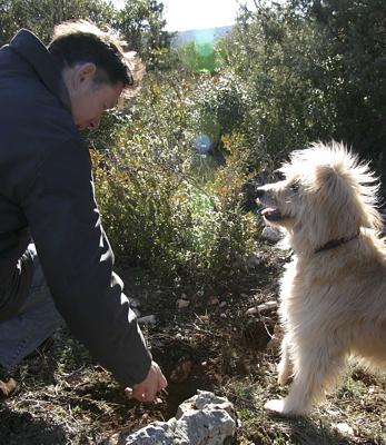 Provence - Trüffelhund