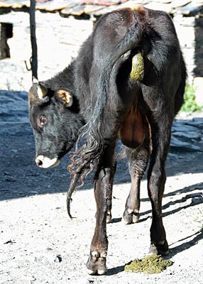 Georgien - Swanetien - Stier