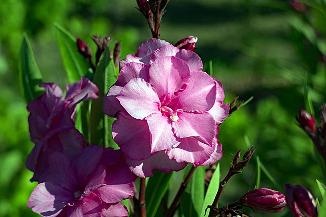 Zakynthos, Ionische Inseln, Griechenland - Blühender Oleander