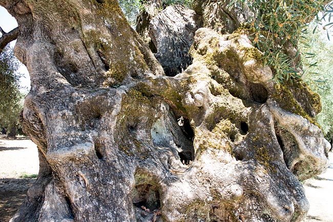 Zakynthos, Ionische Inseln, Griechenland - Stamm eines sehr alten Olivenbaums