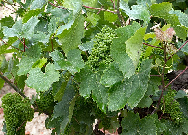 Zakynthos, Ionische Inseln, Griechenland - Weinbau