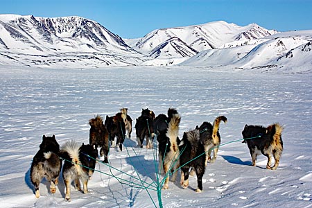 Grönland mit Schlittenhunden