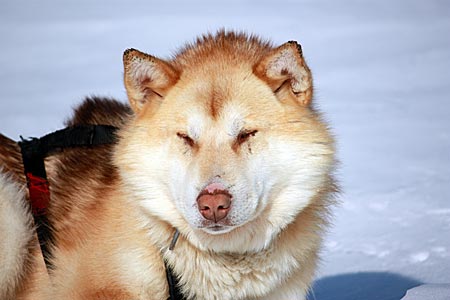 Grönland mit Schlittenhunden