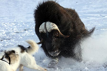 Grönland - Angriff eines Moschusochsen