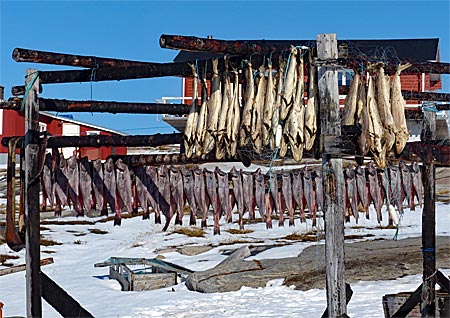 Winterreise nach Ilulissat und Oqaatsut in Westgrönland