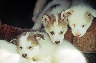 Grönland Schlittenhundebabies