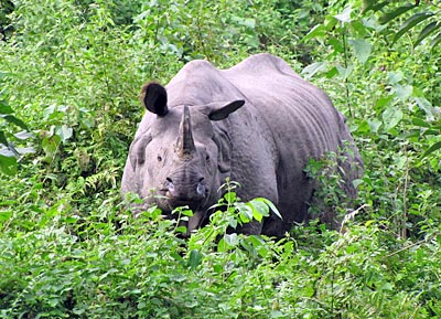 Indien - Kaziranga NP - einhorniges, weißes Nashorn