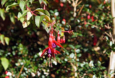 Irland - Valentia Island - Fuchsien in Glanleam Gardens
