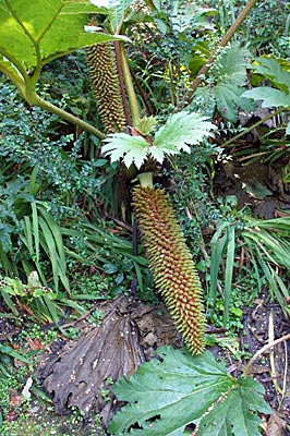 Irland - Valentia Island - Fruchtstände von Gunnera – in Glanleam Gardens gesehen
