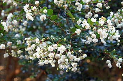 Irland - Valentia Island - Blüht da etwa Brautmyrte?