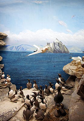 Irland - Valentia Island - Einblicke in die Vogelwelt auf Skellig Michael