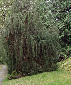 Irland: Fitzroya Cupressoides - eine Konifere aus den gemäßigt-kühlen Zonen Südchiles und Argentiniens