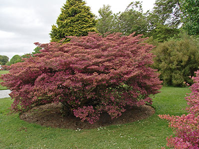 Irland: Ins Rosa und Violett geht die Blüte dieser japanischen Azaleenart