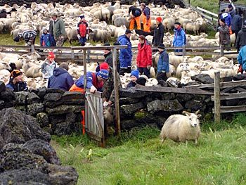 Island Myvatn Schafe