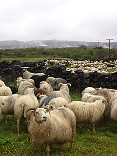 Island Myvatn Schafauftrieb