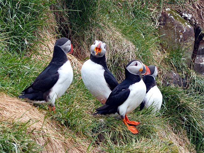 Island - Insel Flatey im Breidafjördur