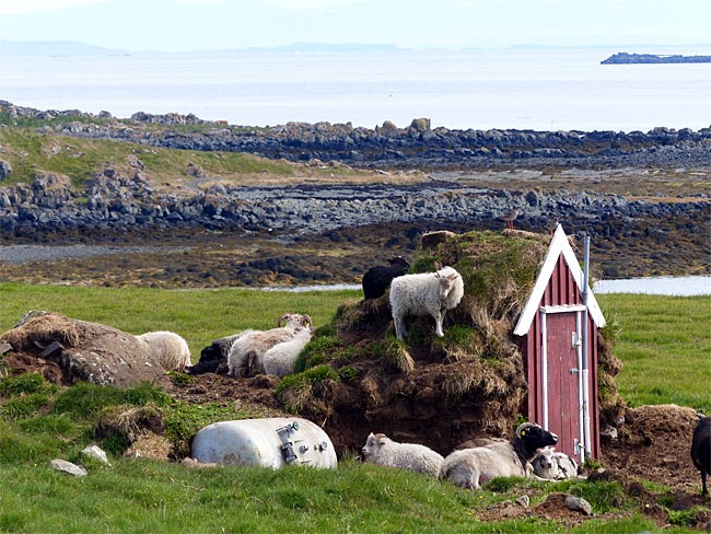 Island - Insel Flatey im Breidafjördur