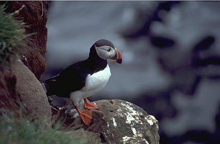 Island Vogelfelsen Papageientaucher