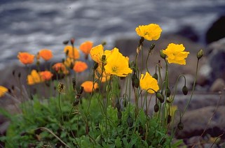 Island Küste arktischer  Mohn