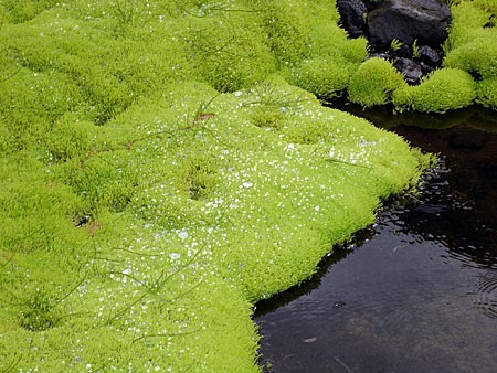 Island - Landmannalaugar - Moos