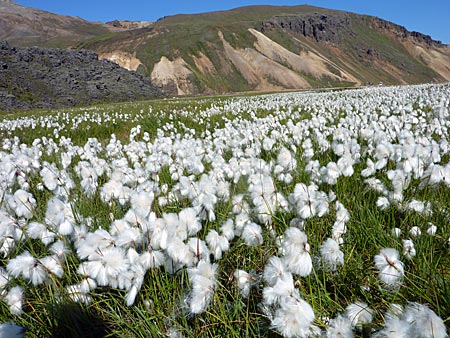 Island - Landmannalaugar - Wollgras