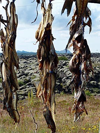 Island - Reykjanes - Fisch wird getrocknet